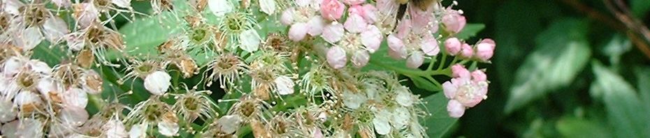 Anklicken um das ganze Bild zu sehen  Japanischer Spierstrauch Blüte weiß rosa Spiraea japonica