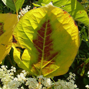 Japanischer Staudenknoeterich Reynoutria japonica 01