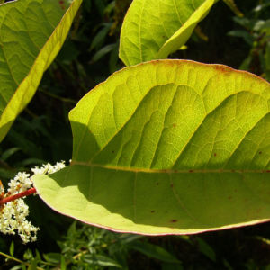 Japanischer Staudenknoeterich Reynoutria japonica 02