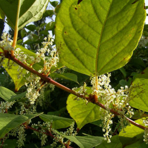 Japanischer Staudenknoeterich Reynoutria japonica 04