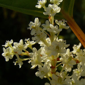 Japanischer Staudenknoeterich Reynoutria japonica 06