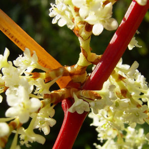 Japanischer Staudenknoeterich Reynoutria japonica 07