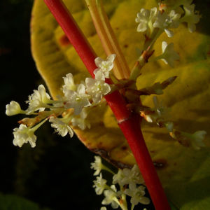 Japanischer Staudenknoeterich Reynoutria japonica 08