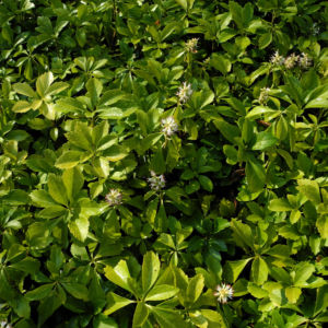 Japanischer Ysander Bluete weiss Pachysandra terminalis 01