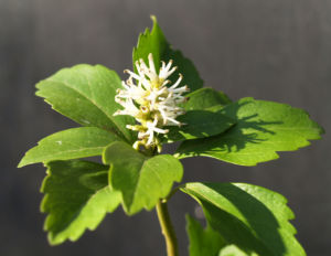Japanischer Ysander Bluete weiss Pachysandra terminalis 02