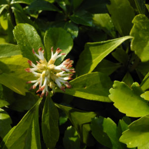 Japanischer Ysander Bluete weiss Pachysandra terminalis 02