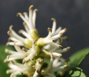 Japanischer Ysander Bluete weiss Pachysandra terminalis 05