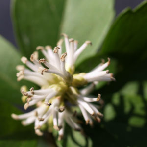 Japanischer Ysander Bluete weiss Pachysandra terminalis 06