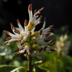 Japanischer Ysander Bluete weiss Pachysandra terminalis 06