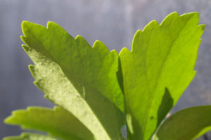 Japanischer Ysander Bluete weiss Pachysandra terminalis 07