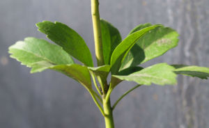Japanischer Ysander Bluete weiss Pachysandra terminalis 08