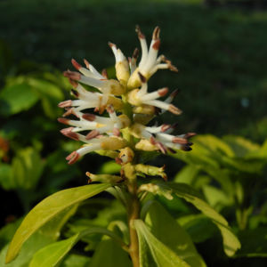 Japanischer Ysander Bluete weiss Pachysandra terminalis 08