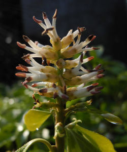 Japanischer Ysander Bluete weiss Pachysandra terminalis 09