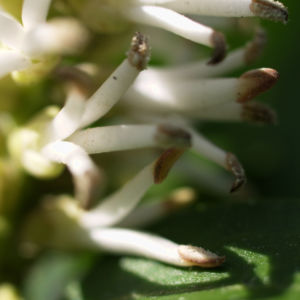 Japanischer Ysander Bluete weiss Pachysandra terminalis 10