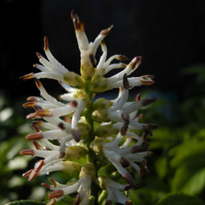 Japanischer Ysander Bluete weiss Pachysandra terminalis 10