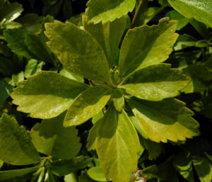Japanischer Ysander Bluete weiss Pachysandra terminalis 11
