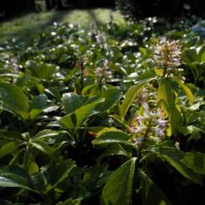 Japanischer Ysander Bluete weiss Pachysandra terminalis 14
