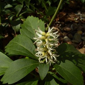 Japanischer Ysander Bluete Pachysandra terminalis 01