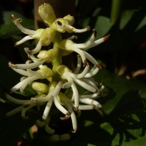 Japanischer Ysander Bluete Pachysandra terminalis 02