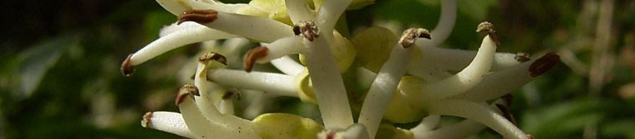 Anklicken um das ganze Bild zu sehen  Japanischer Ysander Blüte weiß Blatt grün Pachysandra terminalis