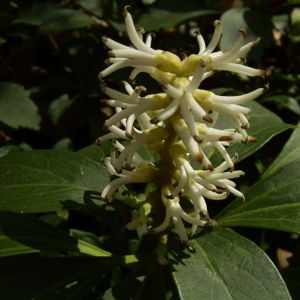 Japanischer Ysander Bluete Pachysandra terminalis 04