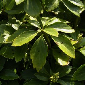 Japanischer Ysander Pachysandra terminalis 01
