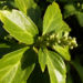 Zurück zum kompletten Bilderset Japanischer Ysander Blatt grün Blüte weiß Pachysandra terminalis