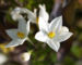 Zurück zum kompletten Bilderset Jasminblütiger Nachtschatten Blüte weiß Solanum jasminoides