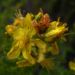 Zurück zum kompletten Bilderset Johanniskraut Tüpfel Hartheu Blüte gelb Hypericum perforatum