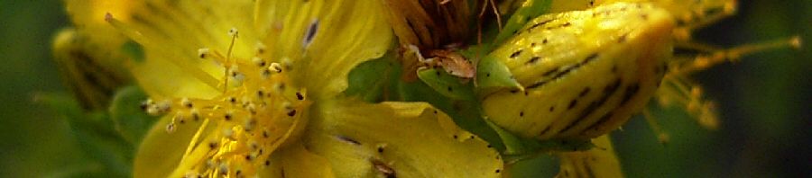 Anklicken um das ganze Bild zu sehen  Johanniskraut Tüpfel Hartheu Blüte gelb Hypericum perforatum