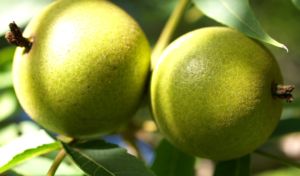 Juglans microcarpa 01