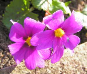 Julias Schluesselblume Bluete pink Primula juliae 01