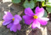 Zurück zum kompletten Bilderset Julias Schlüsselblume Blüte pink Primula juliae