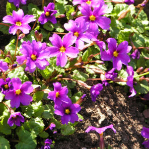Julias Schluesselblume Bluete pink Primula juliae 04