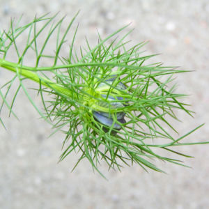Jungfer im Gruen Bluete weiss blau Nigella damascena 01