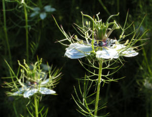 Jungfer im Gruen Bluete weiss blau Nigella damascena 09