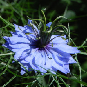 Jungfer im Gruenen Bluete hellblau Nigella damascena 09