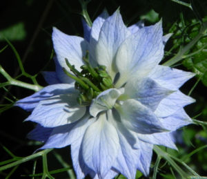 Jungfer im Gruenen Bluete hellblau Nigella damascena 10