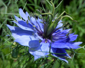 Jungfer im Gruenen Bluete hellblau Nigella damascena 11