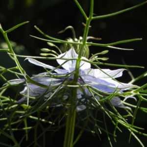 Jungfer im Gruenen Bluete hellblau Nigella damascena 13