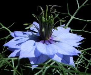 Jungfer im Gruenen Bluete hellblau Nigella damascena 14