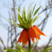 Zurück zum kompletten Bilderset Kaiserkrone Blütendolden orange Fritillaria imperialis