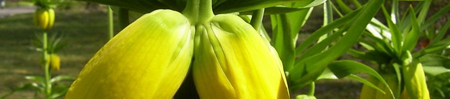 Anklicken um das ganze Bild zu sehen  Kaiserkrone gelbe Blüte Fritillaria imperialis