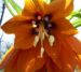 Zurück zum kompletten Bilderset Kaiserkrone orange Blüte Fritillaria imperialis