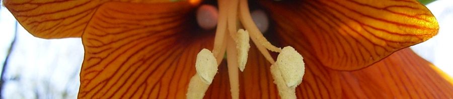 Anklicken um das ganze Bild zu sehen  Kaiserkrone orange Blüte Fritillaria imperialis