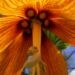 Zurück zum kompletten Bilderset Kaiserkrone Blüte orange Fritillaria imperialis