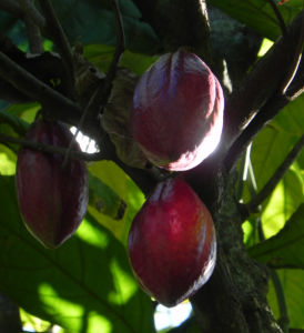 Kakaobaum Frucht rot Theobroma cacao 01