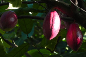Kakaobaum Frucht rot Theobroma cacao 04