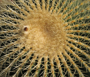 Kaktus Schwiegermuttersessel gruen Stacheln Echinocactus grusonii 01