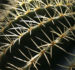 Zurück zum kompletten Bilderset Schwiegermuttersessel Kaktus  grün Stacheln hellgelb Echinocactus grusonii